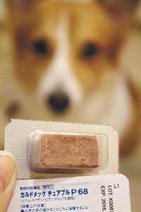 犬用のフィラリアの薬の写真