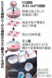 ヒトES細胞とiPS細胞からミニ腸をつくる流れの図