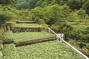 静岡県のわさび栽培地域の写真