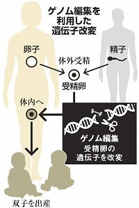 ゲノム編集を利用した遺伝子改変について説明したイラスト