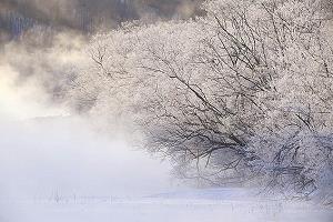 霧氷で白く輝く岸辺の樹木の写真
