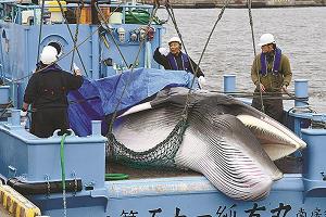 北海道釧路市で水揚げされたミンククジラの写真