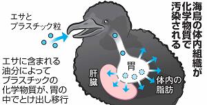 海鳥の体内組織が化学物質で汚染される様子を説明した図