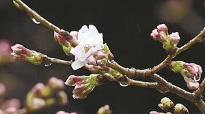 花が咲いた、ソメイヨシノの標本木の写真