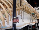 マッコウクジラの骨格標本づくり